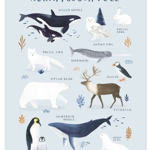 Lilipinso Living Earth Poster – Dieren van de Noord- en Zuidpool